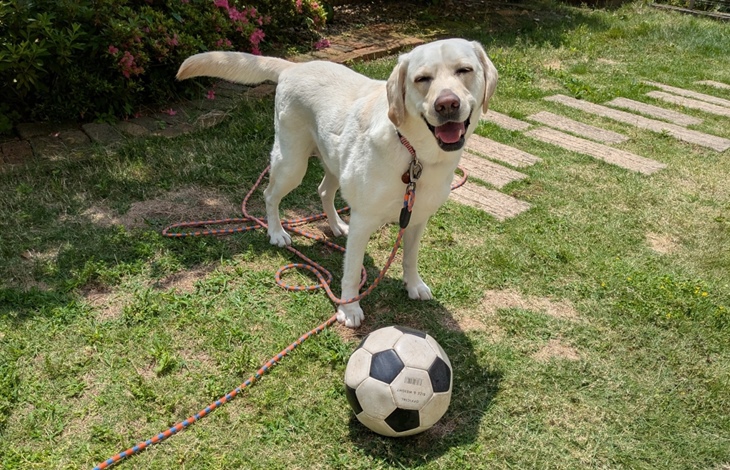 天然の緑があることで、お庭に多様な生態系が生まれます