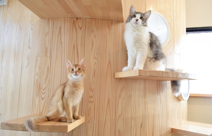 キャットタワー・キャットスペース